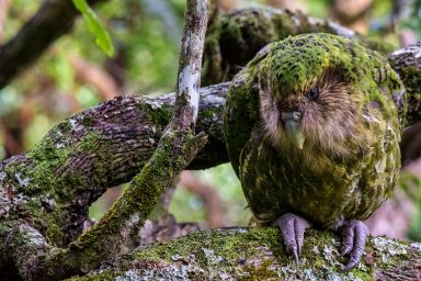 nature, wildlife, biodiversity, birds, New Zealand, conservation, kakapo