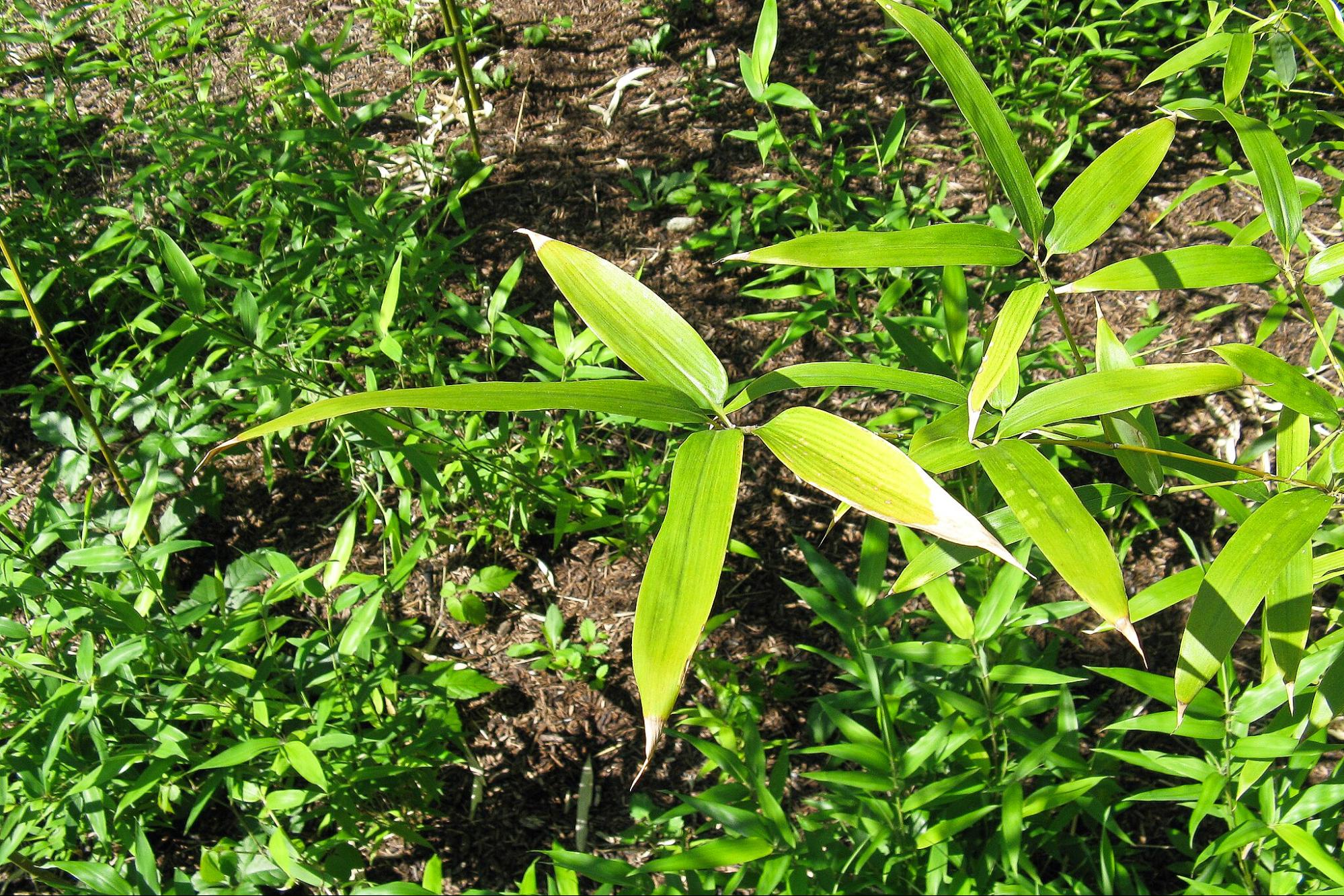 science, botany, Japan, hachiku bamboo, 120-year flowering cycle, self-destruction