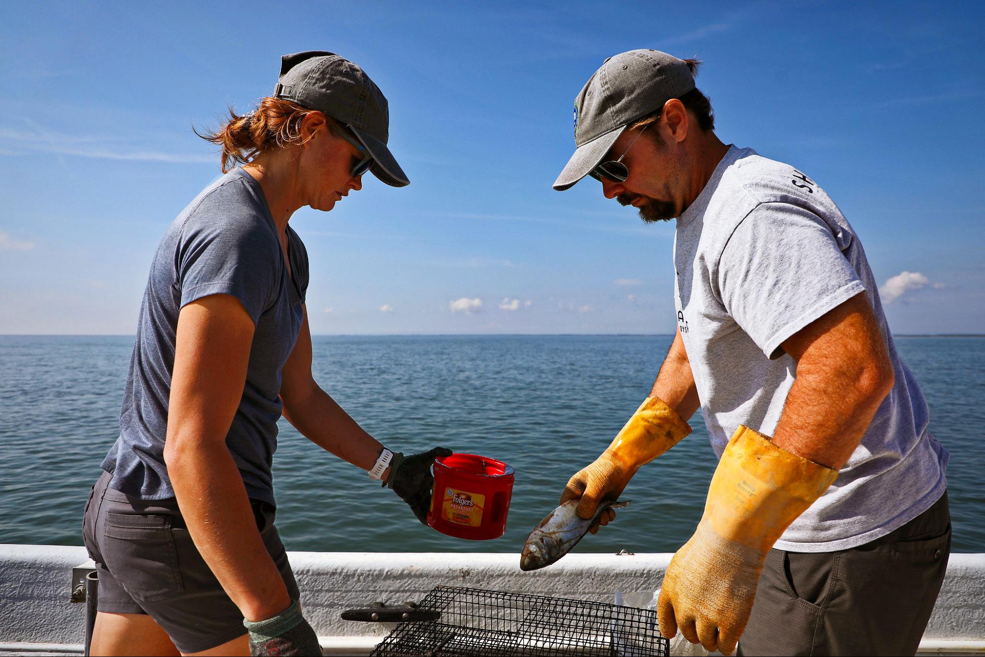 climate crisis, record-breaking storms, flooding, coastal erosion, oyster reef restoration