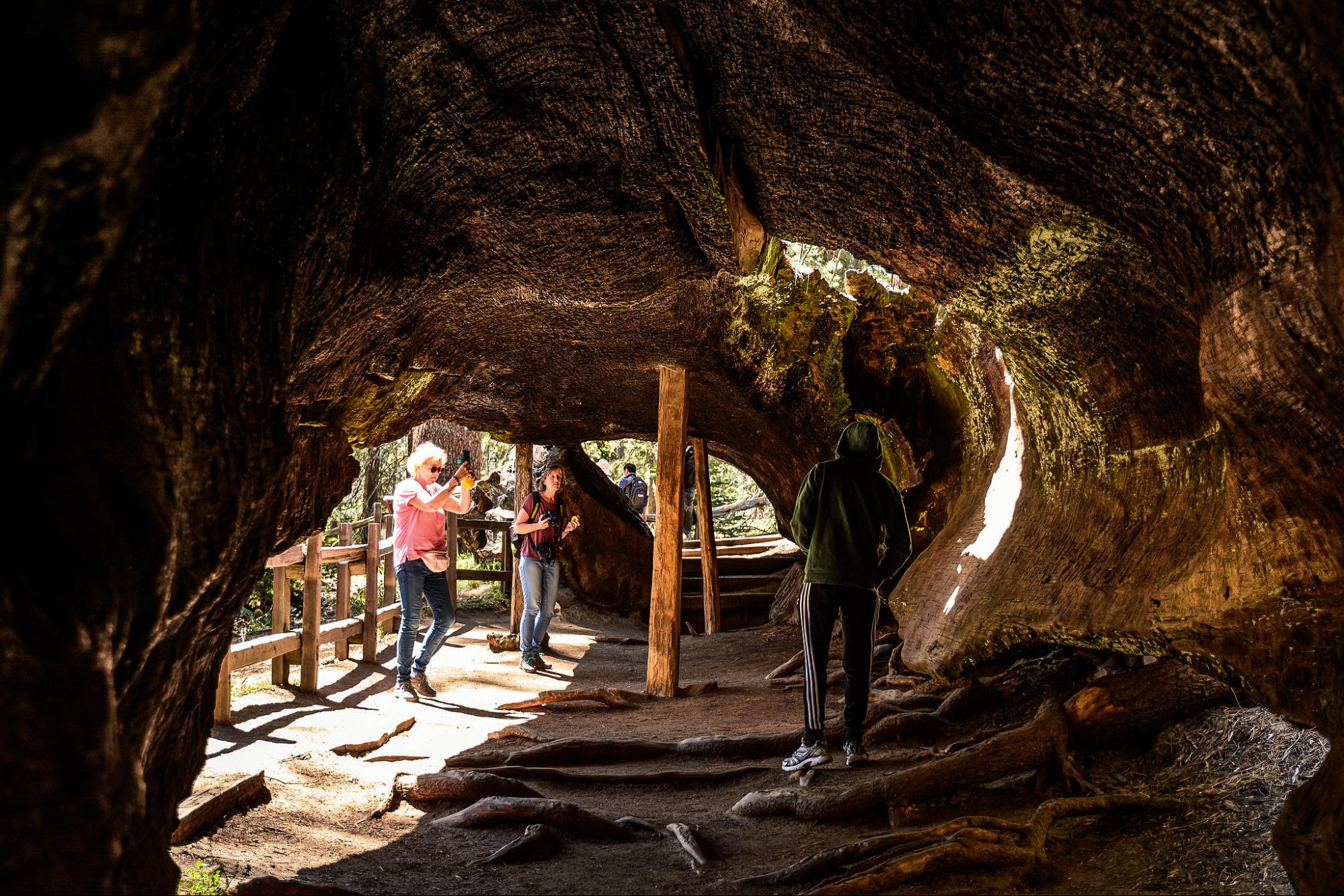 nature, sequoias, California, Grant Grove, tree climber Charlie Castro