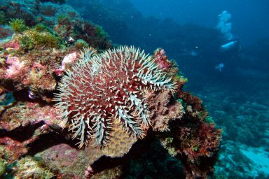 environment, biodiversity, marine life, ferocious coral predator, crown-of-thorns