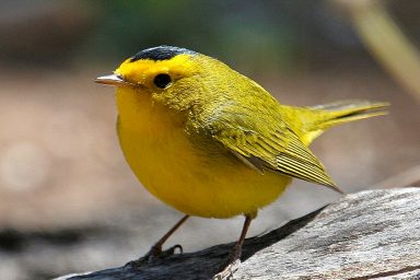 science, nature, wildlife, bird names, US, Canada, American Ornithological Society