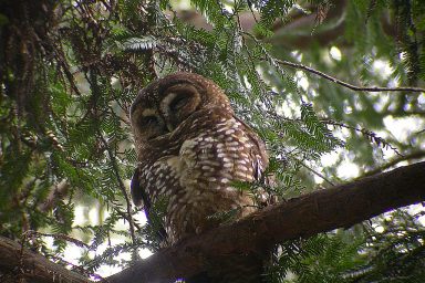 wildlife conservation, threatened species, California, logging, spotted owl, lawsuit
