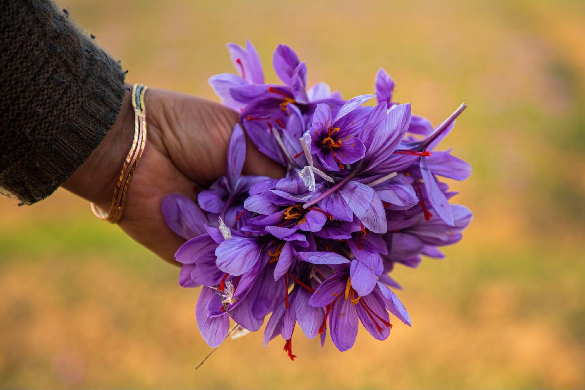 nature, ecology, agriculture, India, food crops, flowers, pollination