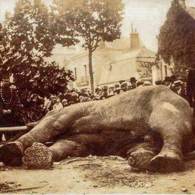 Dead, republican, elephant
