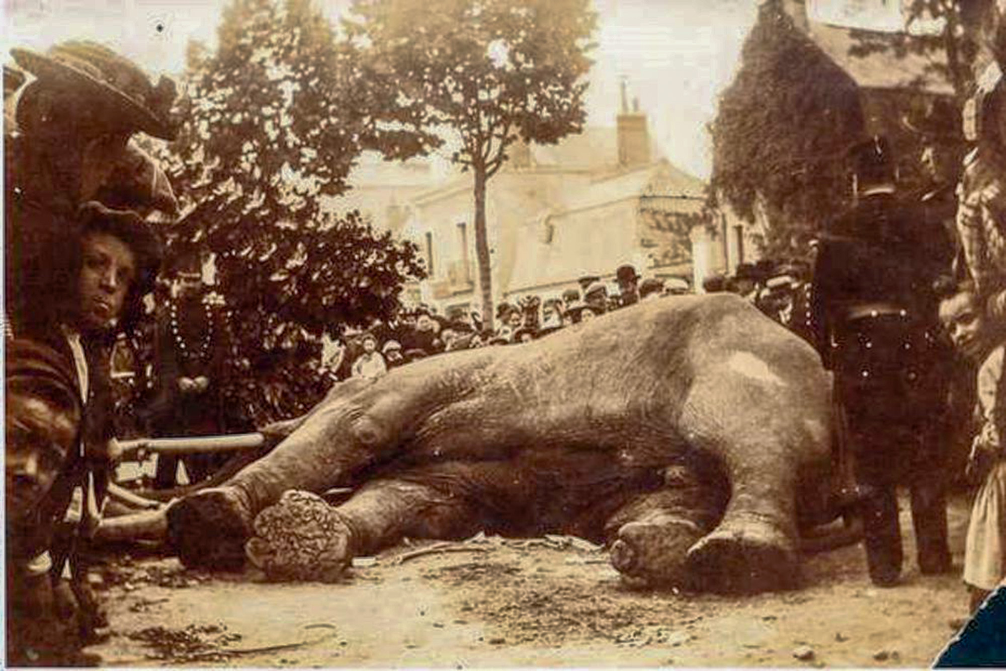 Dead, republican, elephant