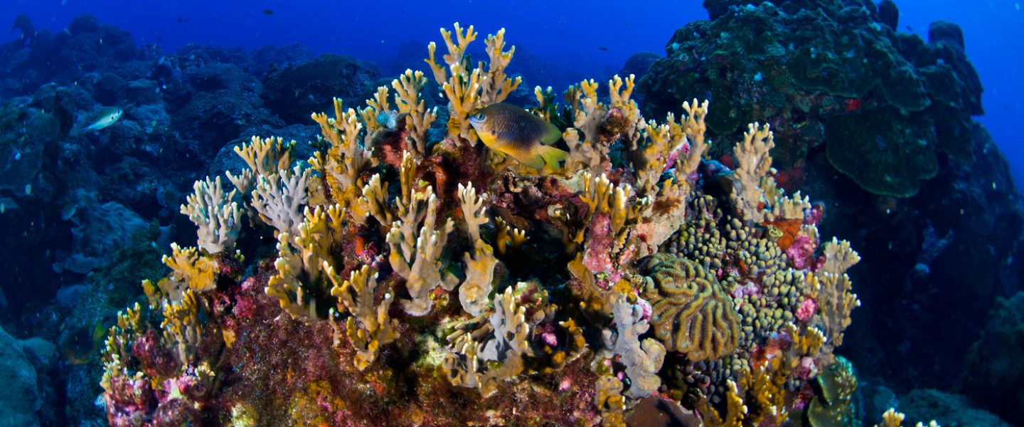 climate change, global warming, coral reefs, Texas coast, protection
