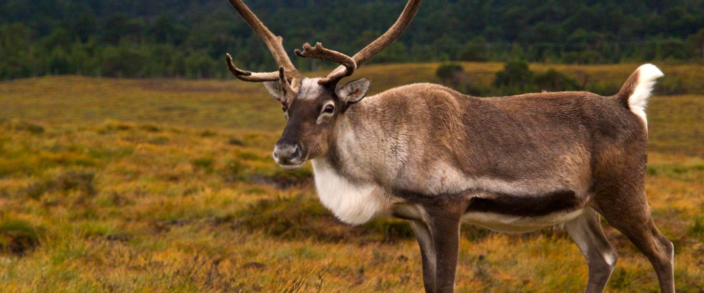 science, wildlife, biodiversity, reindeers, vision, eye color change, food hunt
