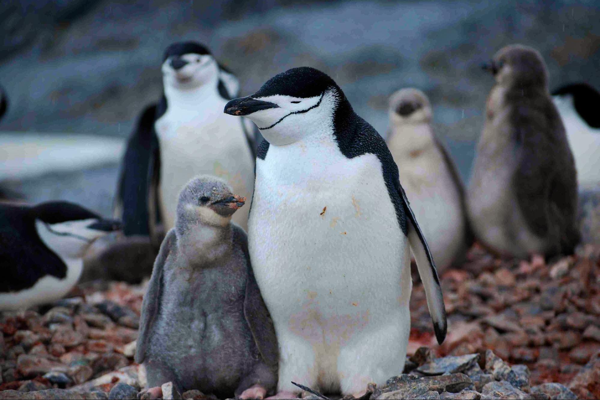 nature, wildlife, biodiversity, Antarctica, penguin parents, microsleeps