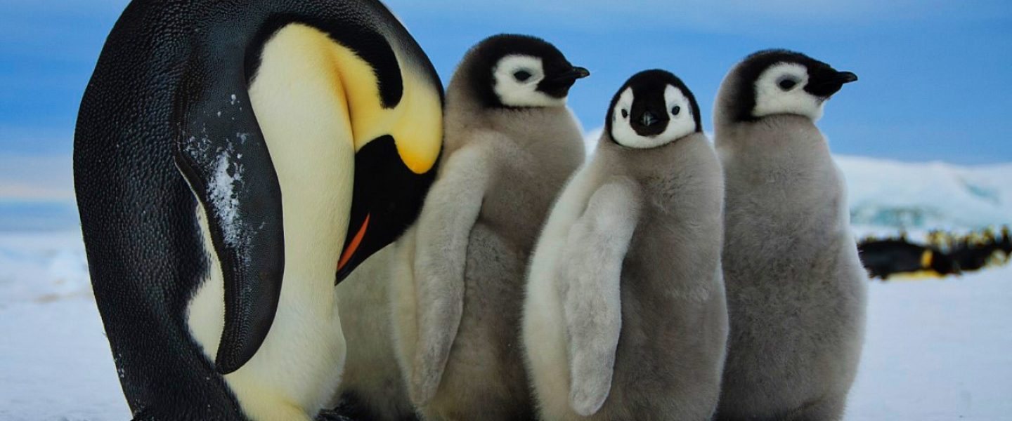 climate change, global warming, antarctica ice, emperor penguins, colonies relocate