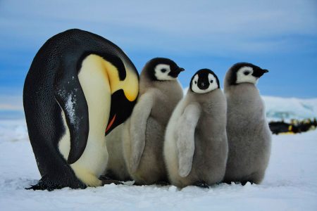 climate change, global warming, antarctica ice, emperor penguins, colonies relocate
