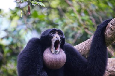 science, biodiversity, Indonesia, rare Siamang gibbons,forest chorus, pair released