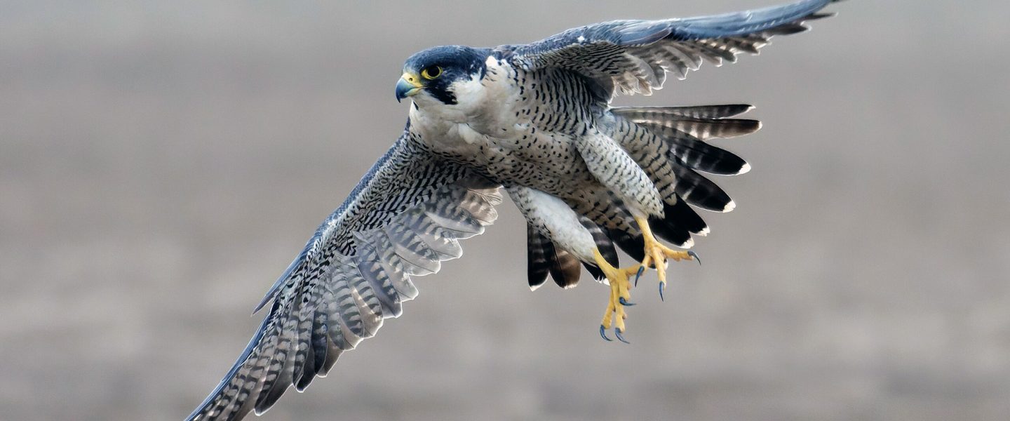 Peregrine falcon, diving