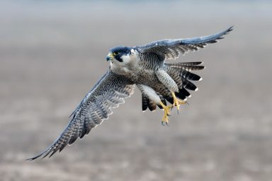 Peregrine falcon, diving