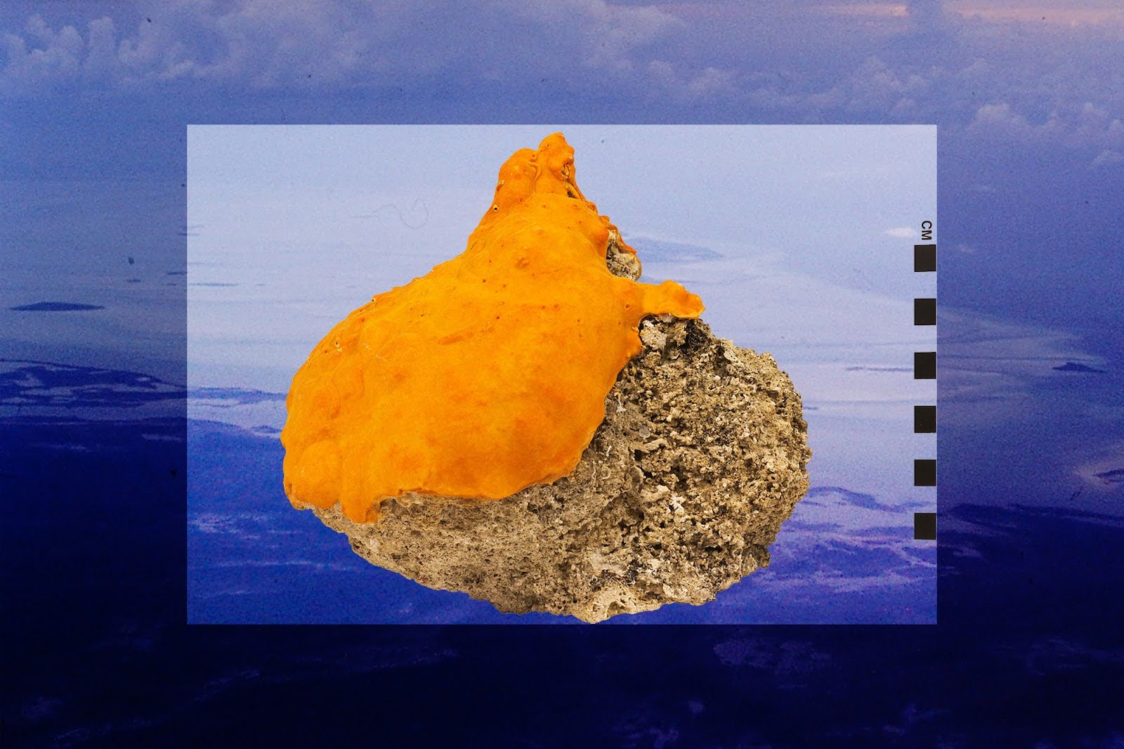 sclerosponge, orange, Bahamas