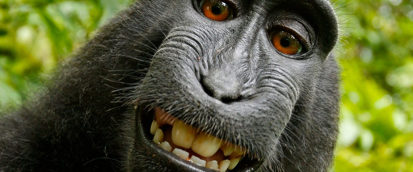 science, wildlife. great apes. teasing. humor's origin