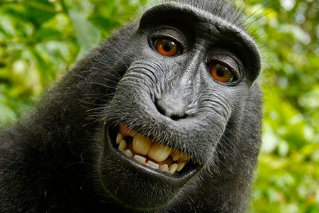science, wildlife. great apes. teasing. humor's origin