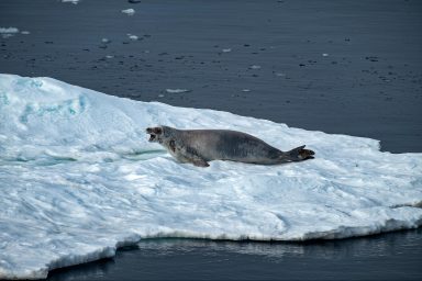 climate crisis, global warming, Antarctic margin, ice shelves, sea level rise