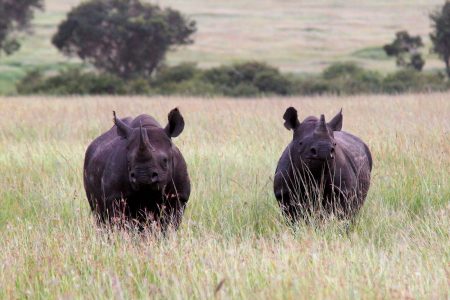 Mother and daughter, black rhinos