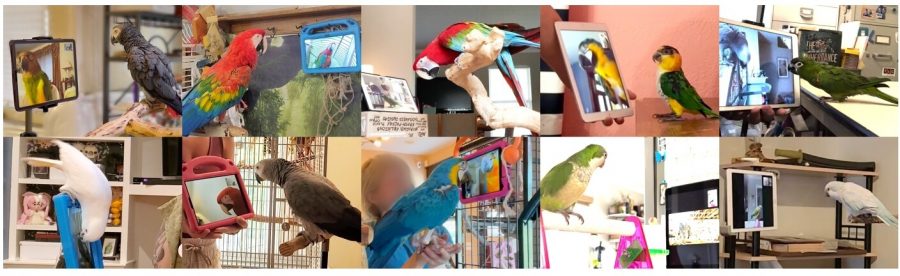 Ten instances of pet parrots in video calls with other parrots. 