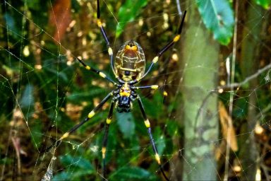 science, nature, spiders, luring prey, webs, traps, tricks