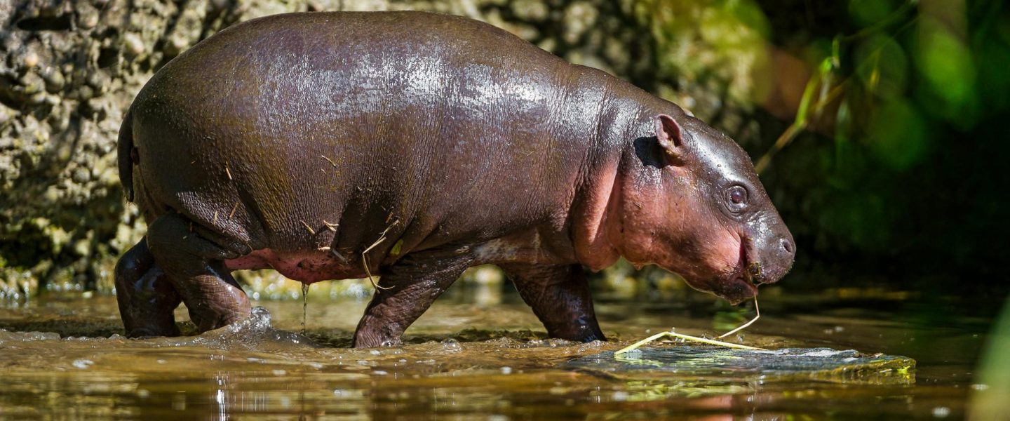 science, biodiversity, endangered species, rare pygmy hippo, Greek zoo birth