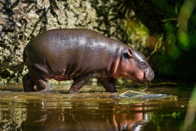 science, biodiversity, endangered species, rare pygmy hippo, Greek zoo birth