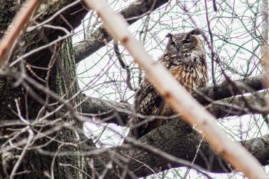 wildlife, biodiversity, NYC, Flaco the owl, bird safety, legislation