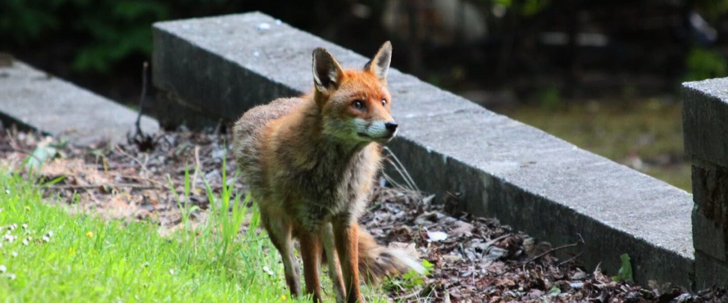Fox, urban habitat