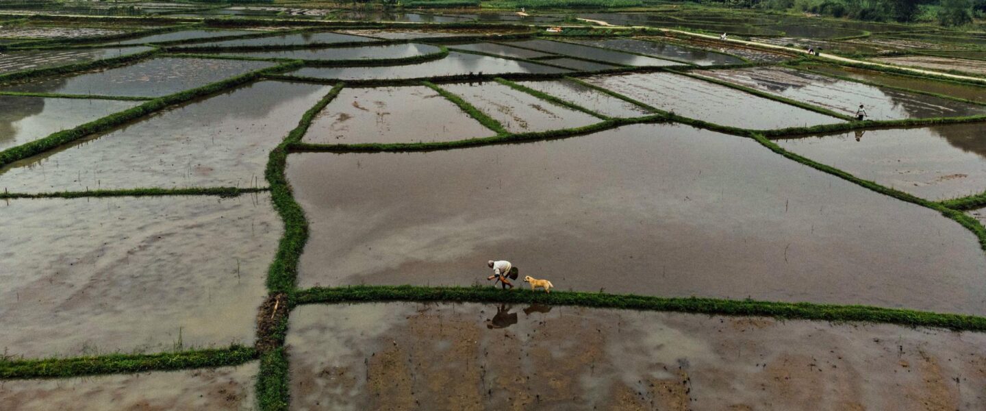 climate crisis, global warming, Vietnam, methane, rice, growing technique tweaks