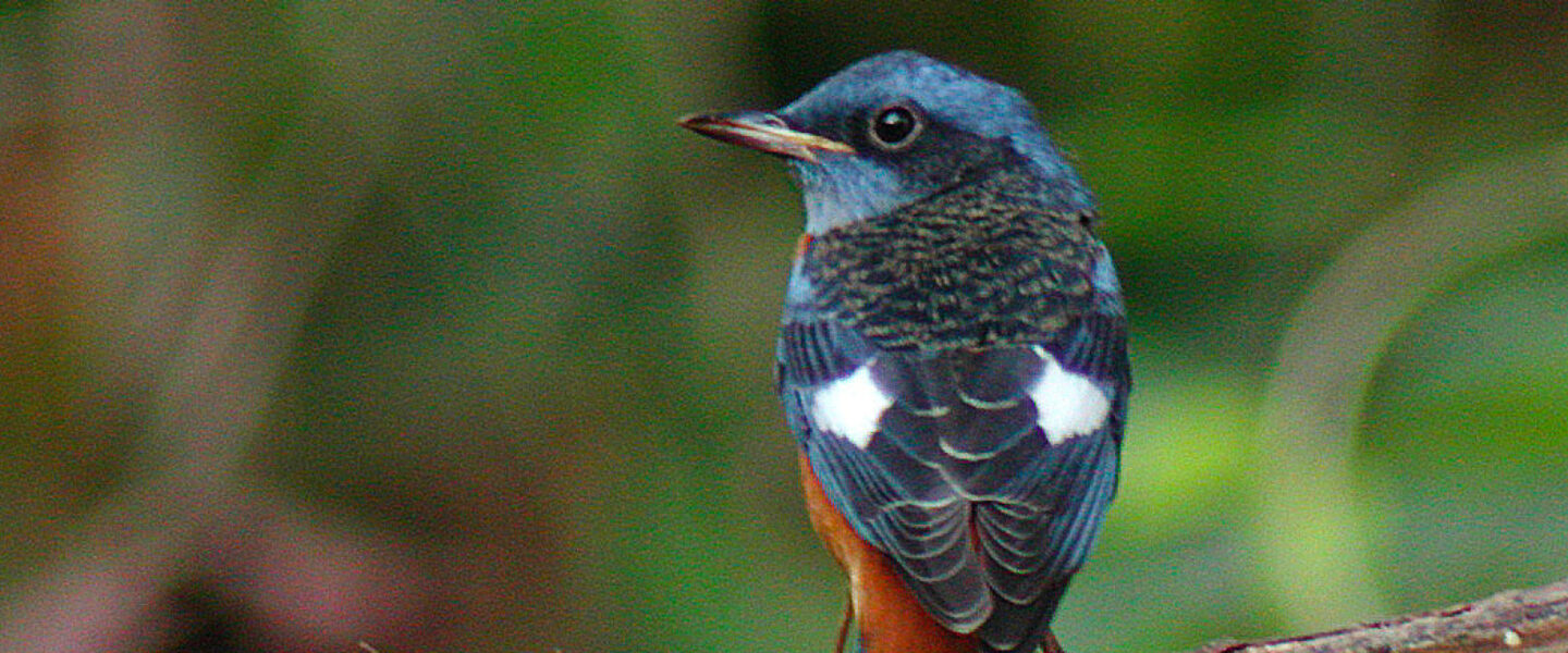 nature, biodiversity, birding, Oregon, rare capture, blue rock thrush