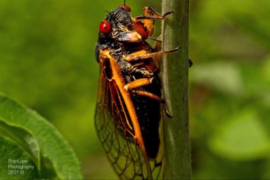 nature, biodiversity, insects, cicadas, Illinois, historic event, 2 broods emerging in sync