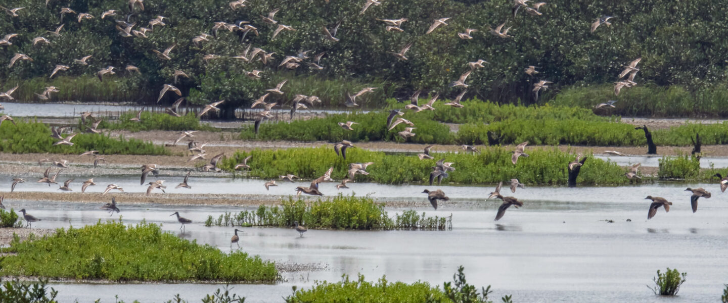 Wetlands, South Padre Island, Texas