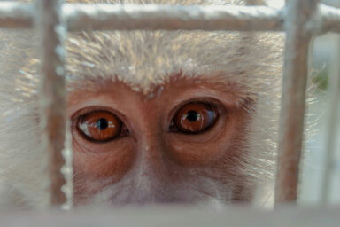 Monkey, cage, animal testing