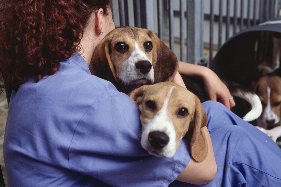 two beagles, animal testing
