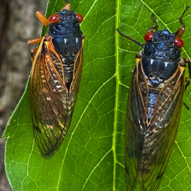 environment, biodiversity, cicadas, two broods emerging, 221-year phenomenon