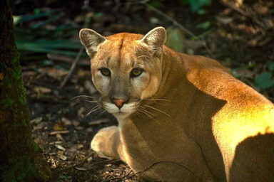 wildlife conservation, endangered species, Florida panther, wildlife corridors, crossings