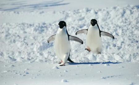 Adélie penguins, East Antarctic