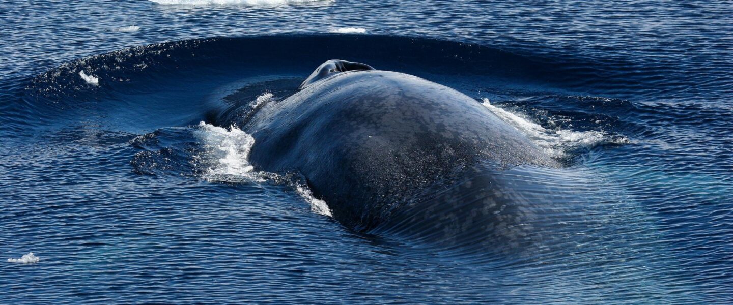 biodiversity, marine life, blue whales, songs, antarctic resurgence hint