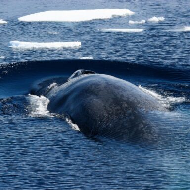 biodiversity, marine life, blue whales, songs, antarctic resurgence hint