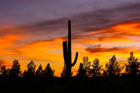Arizona, cactus, sunset