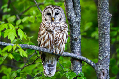 nature, wildlife, North America, barred owls, East to West takeovers