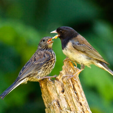 nature, biodiversity, wildlife, Pacific Northwest, old-growth forests, photo captures