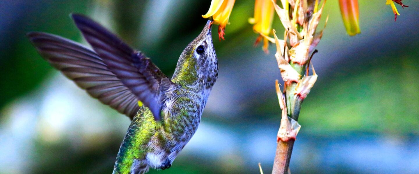 wildlife, biodiversity, adaptations, hummingbirds, extreme lifestyle