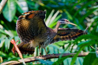 science, nature, biodiversity, Costa Rica, unique bird, sunbittern