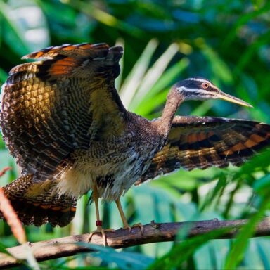 science, nature, biodiversity, Costa Rica, unique bird, sunbittern