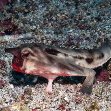 science, biodiversity, Galapagos Islands, marine life, red-lipped batfish