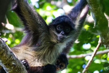 endangered wildlife, protection, Geoffrey's spider monkey, AI surveillance