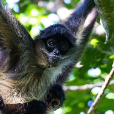 endangered wildlife, protection, Geoffrey's spider monkey, AI surveillance