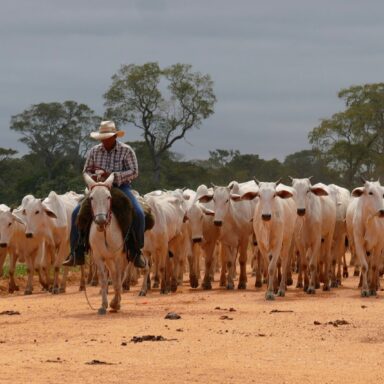 Herd of Brahman Cattle, Pantaneiro Cowboy, Brazil